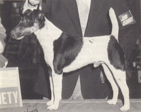 Boreham Barrister | Smooth Fox Terrier 