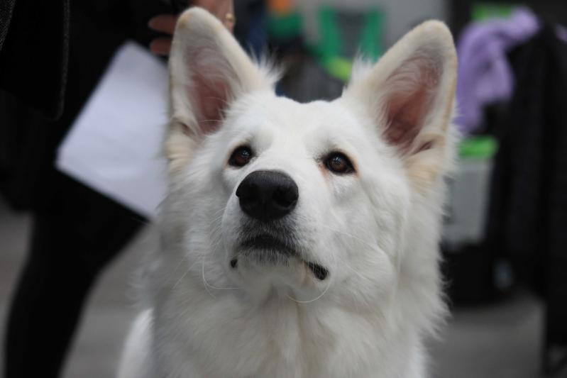 French Kiss Les Trois Baisers | White Swiss Shepherd Dog 