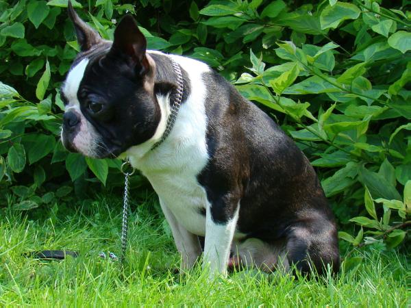 Baltic Ledven Balader | Boston Terrier 