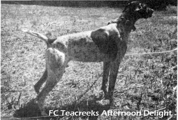 TEECREEK'S AFTERNOON DELIGHT | German Shorthaired Pointer 