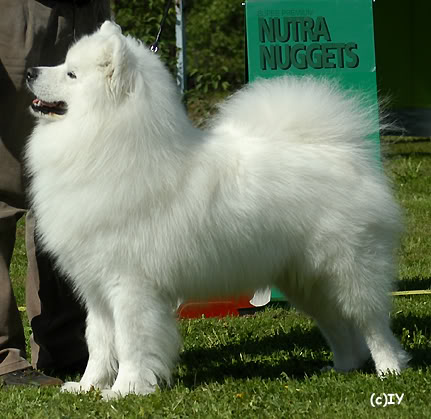 Tuulian Jainen Jalokivi | Samoyed 