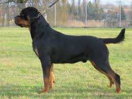 Yogi Ekland | Rottweiler 