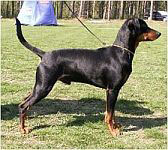 Rivendells CAPRICORN | German Pinscher 