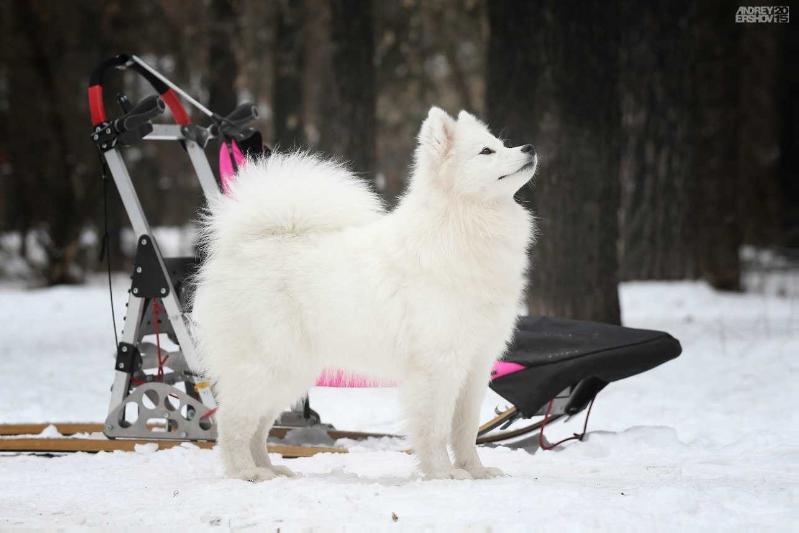 Vesta Sokrovishcha Val'kirii | Samoyed 