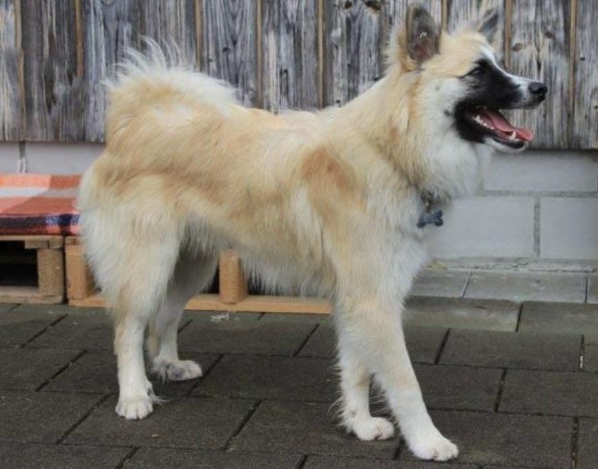 Hjalti aus Vinkona | Icelandic Sheepdog 