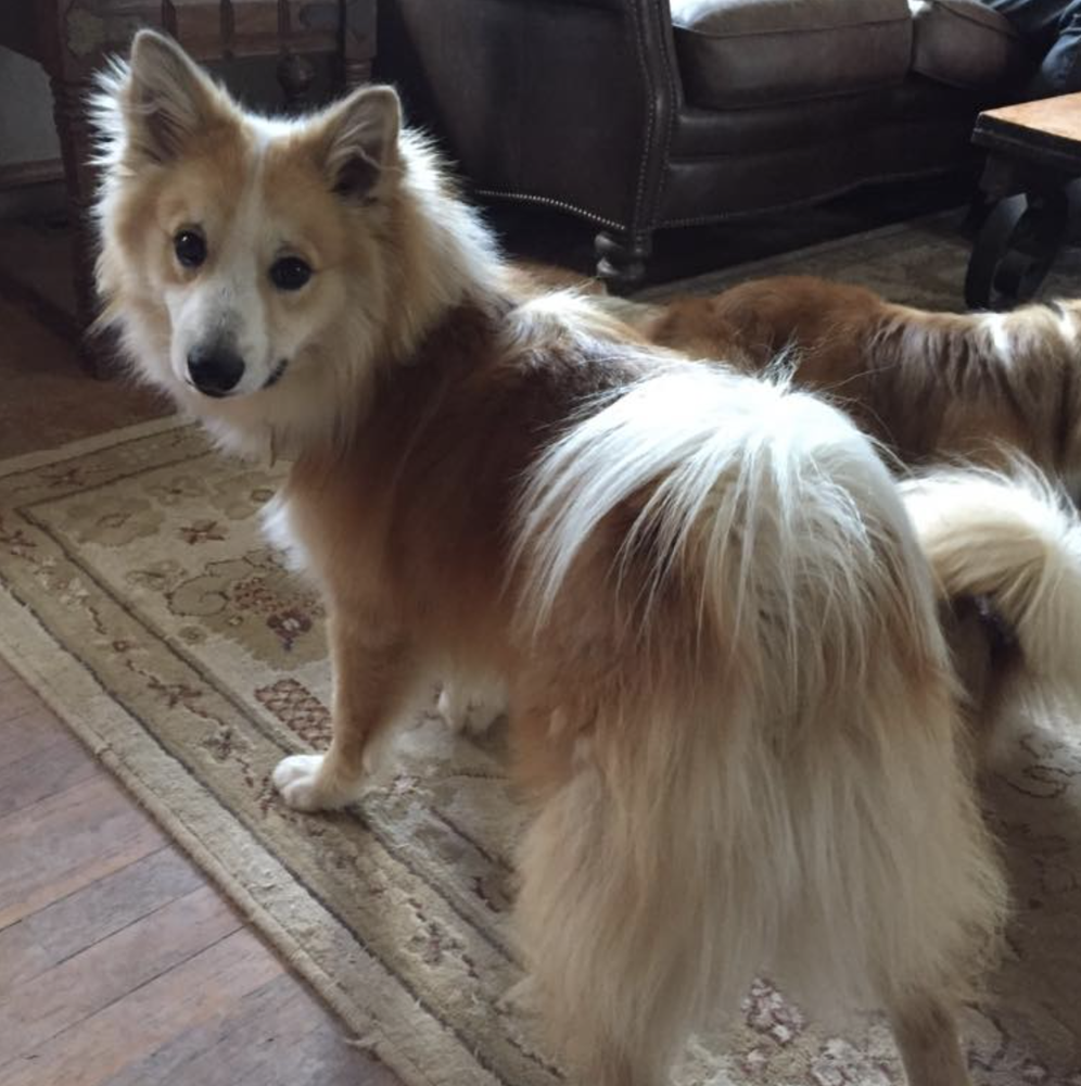 Greenbrier Life with Trekker | Icelandic Sheepdog 