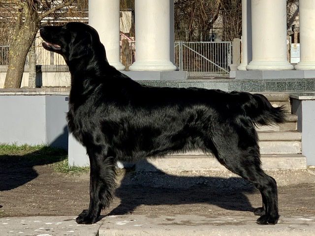 Wave of Love Jurajska Gwiazda | Flat-Coated Retriever 