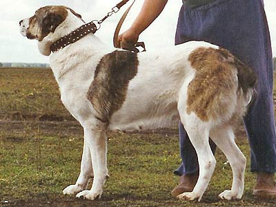 Gyulchatai | Central Asian Shepherd Dog 