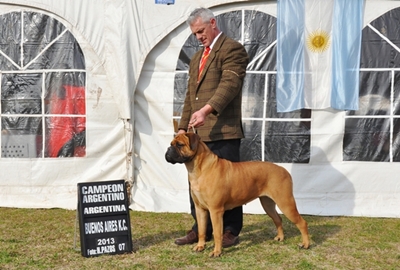 Quanda Pam del MCD | Bullmastiff 