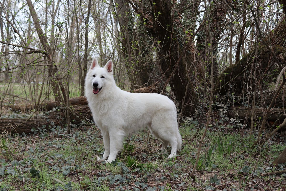 Amadeo Max-mel bieli nebeskí vlci | White Swiss Shepherd Dog 