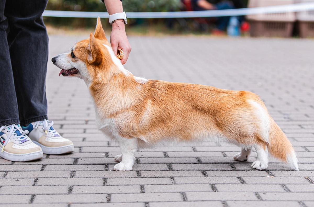 Kim Wilde Dog FM | Pembroke Welsh Corgi 