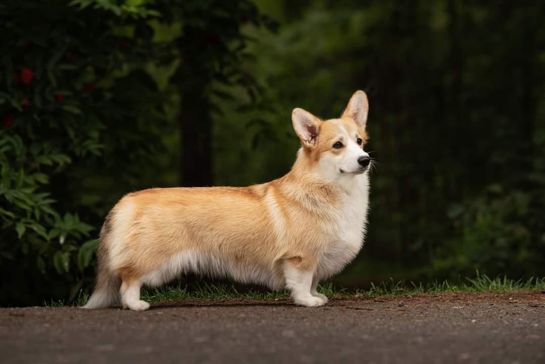 Mistycor Dance in The Moonlight | Pembroke Welsh Corgi 