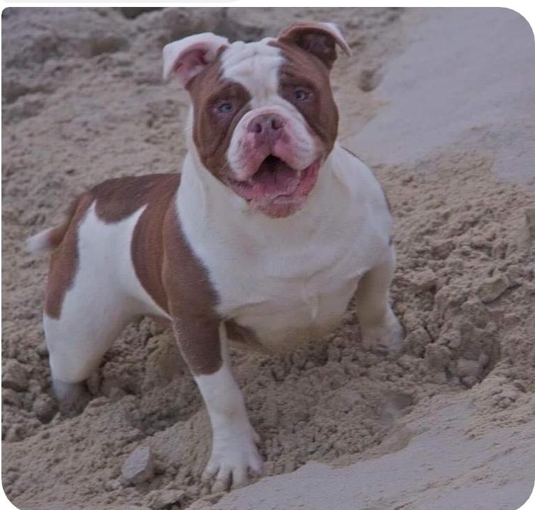 Bullforce Donut | Olde English Bulldogge 