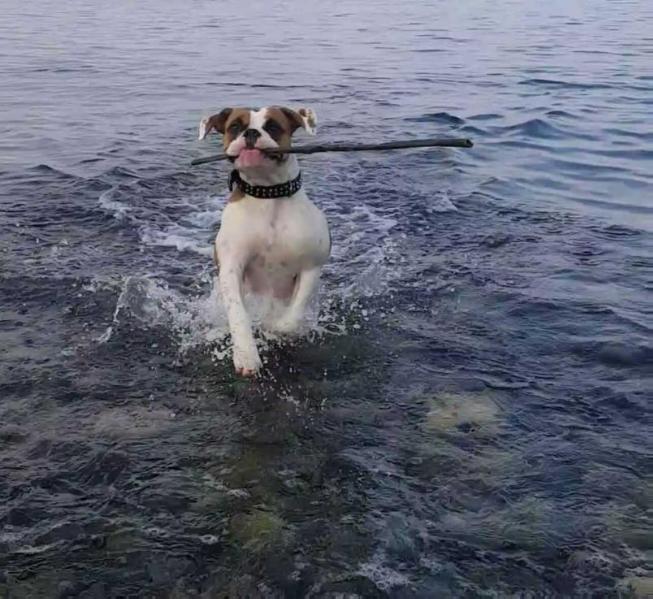 Frysan Woods Missy | American Bulldog 