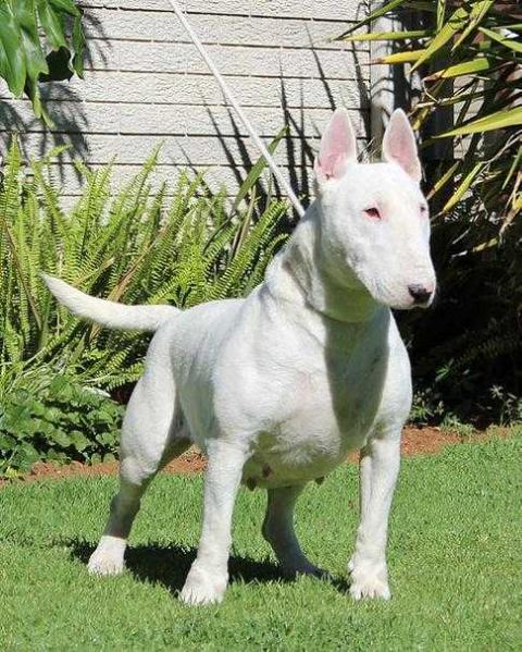 Shodan Be Crystal | Bull Terrier 