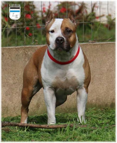 Ladypark Altana Dohatan | American Staffordshire Terrier 