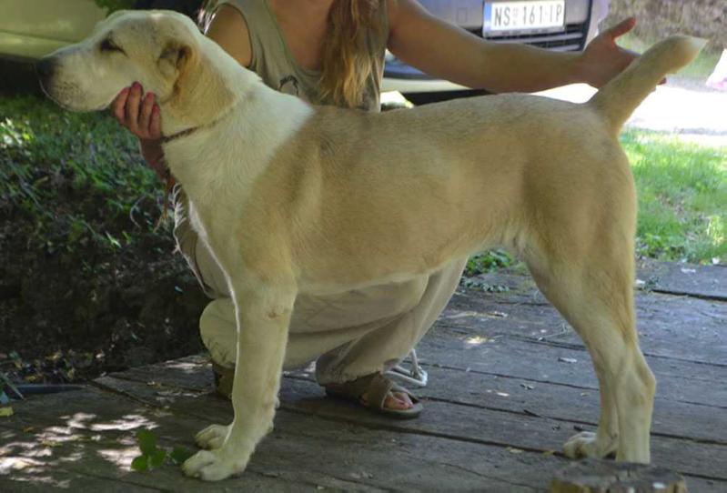 ADA OBLADAN SAO | Central Asian Shepherd Dog 