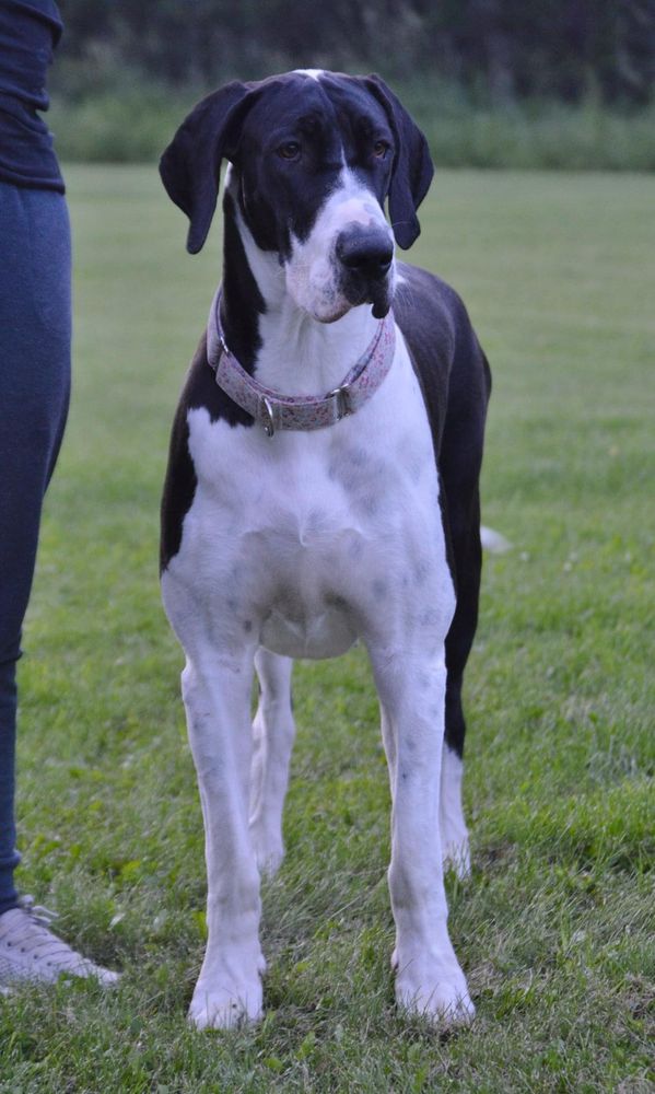 ATG's Heart Of A Hippie | Great Dane 