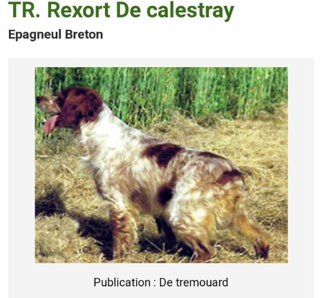 REXORT de Calestray | Brittany 