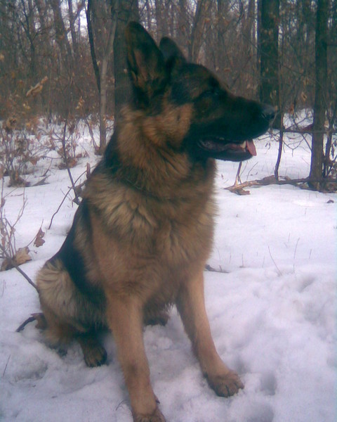 Rahimzhan Kevin | German Shepherd Dog 