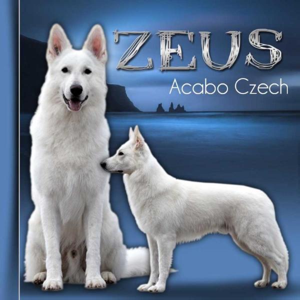 ZEUS Acabo Czech | White Swiss Shepherd Dog 