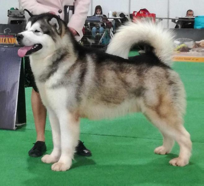 Axel de Soto de Riofrio | Alaskan Malamute 