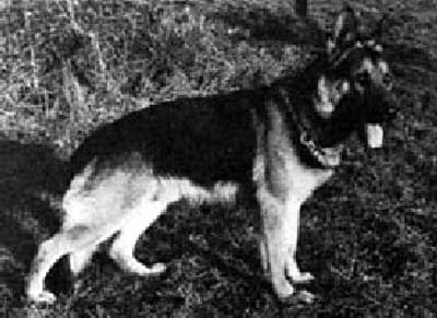 Greif zum Lahntal | German Shepherd Dog 