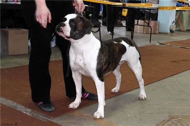 UCHR, CHR, CHRKF Infantry Gold Okeana | American Bulldog 