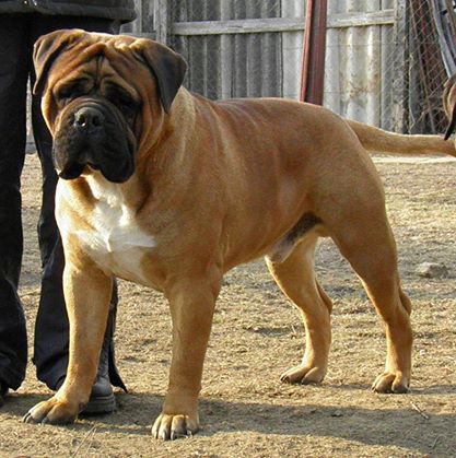 EDISON IZ MIRA ANTALIS | Bullmastiff 