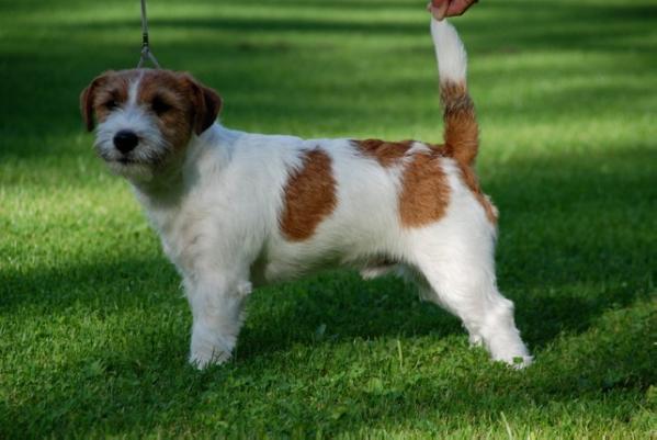 Inuit Igloo z Jerene | Jack Russell Terrier 