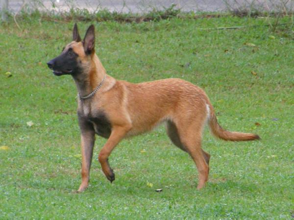 Danica Vom Newmanhaus | Belgian Malinois 