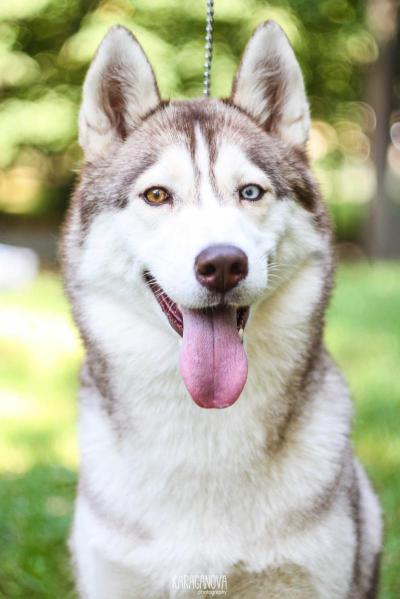 Fleya Baby Dee | Siberian Husky 