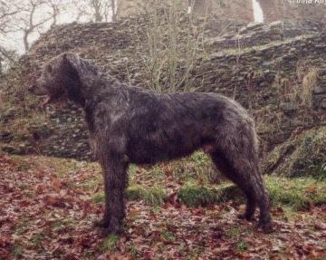 Bribiba Doodle Dooley | Irish Wolfhound 