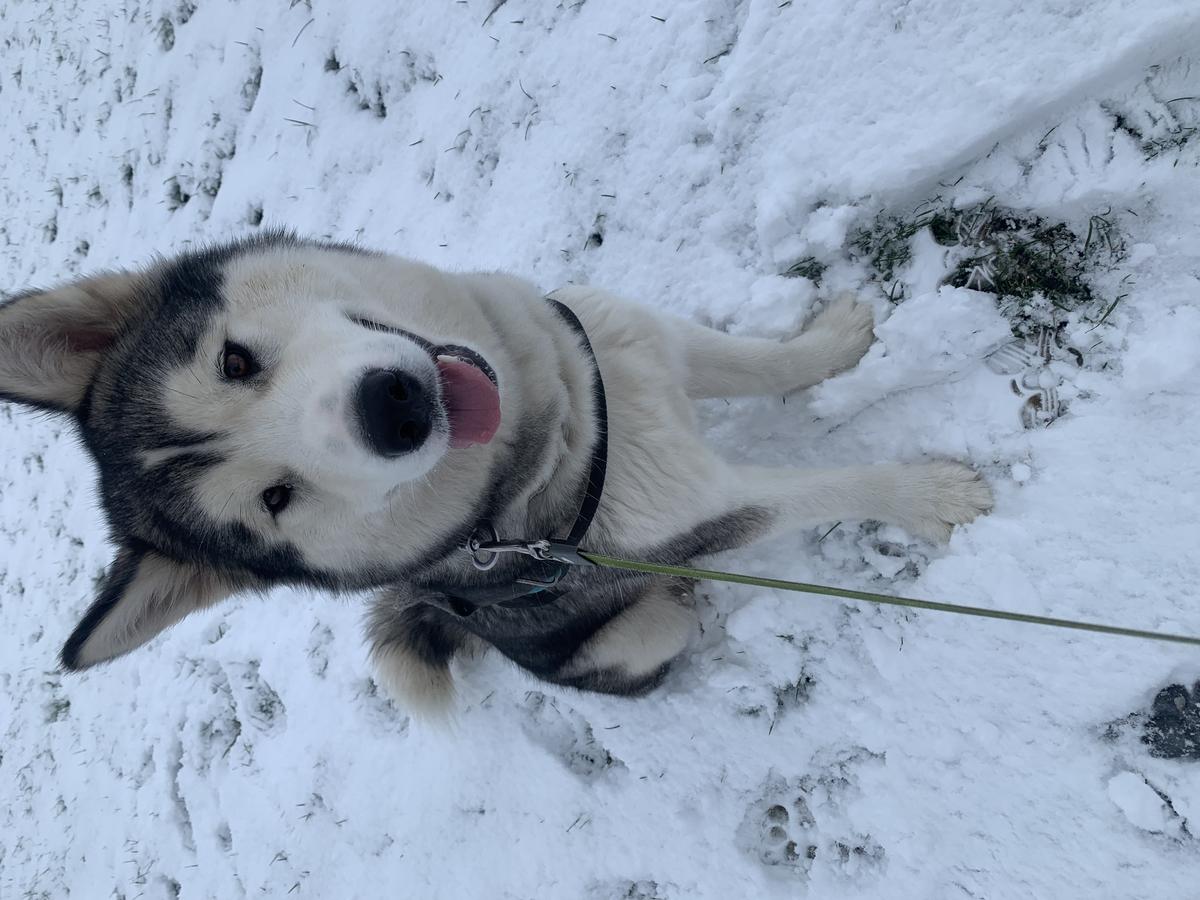 LAKSHERI BERRI MONAMAIKOH | Alaskan Malamute 