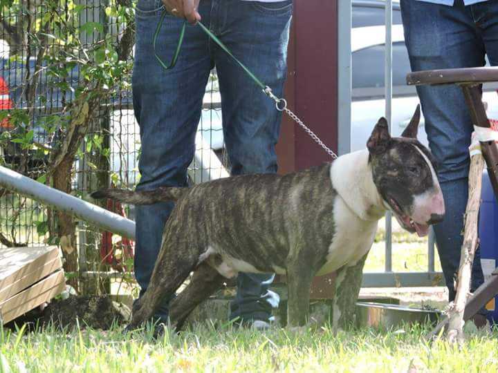 MDK TEAM Legolas The Elf | Bull Terrier 