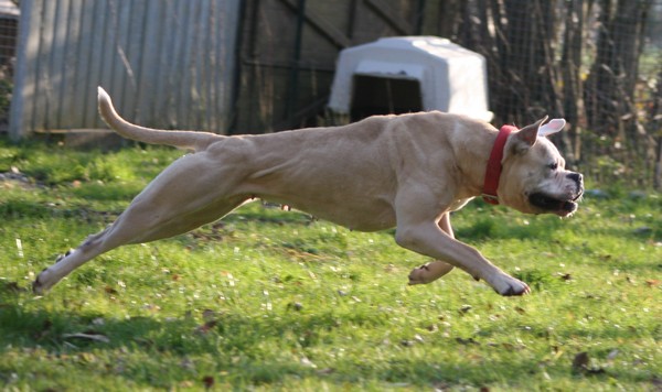 Géraldine des loups de l'aube | American Bulldog 