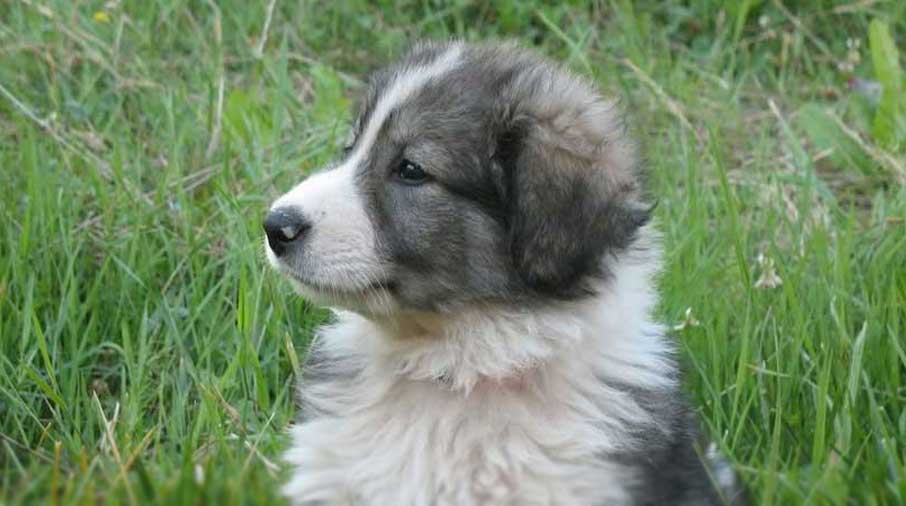 Carpathian Sheepdog