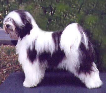 MALISHAR'S STORMY | Tibetan Terrier 