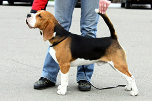 Barstail Bohemian King Of Ring | Beagle 