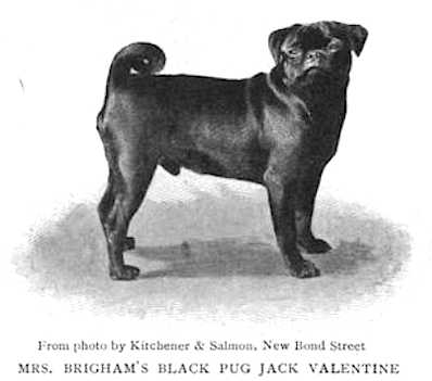 Jack Valentine (Mrs. Brigham's) | Pug 