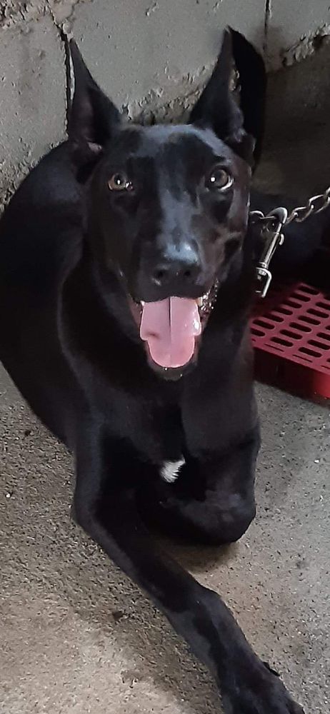 Rubi of HKC | Belgian Malinois 