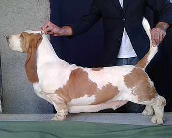 Park Medoly Lisbela | Basset Hound 