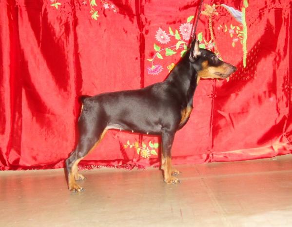 Nasha Marka Azartnaya Igra | Miniature Pinscher 