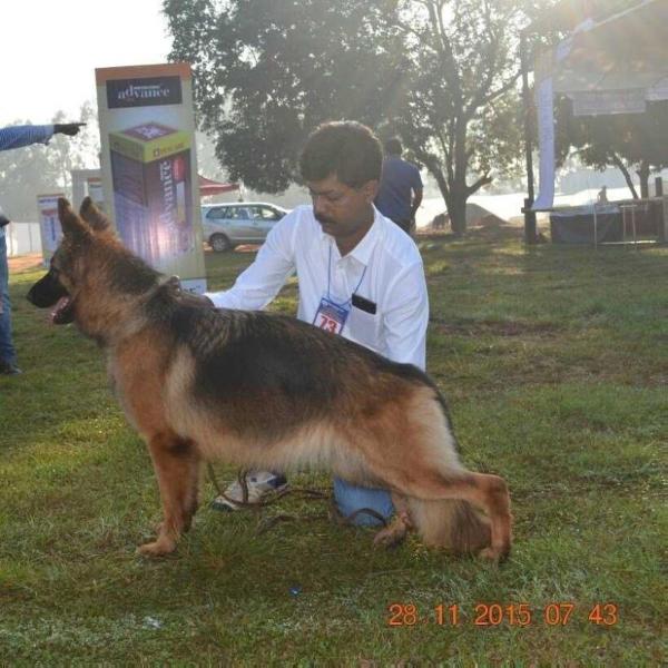 Robin's Guess | German Shepherd Dog 