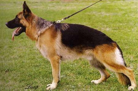 Utz von Arminius | German Shepherd Dog 