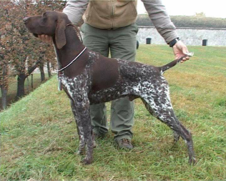 Malomkozi Mill | German Shorthaired Pointer 