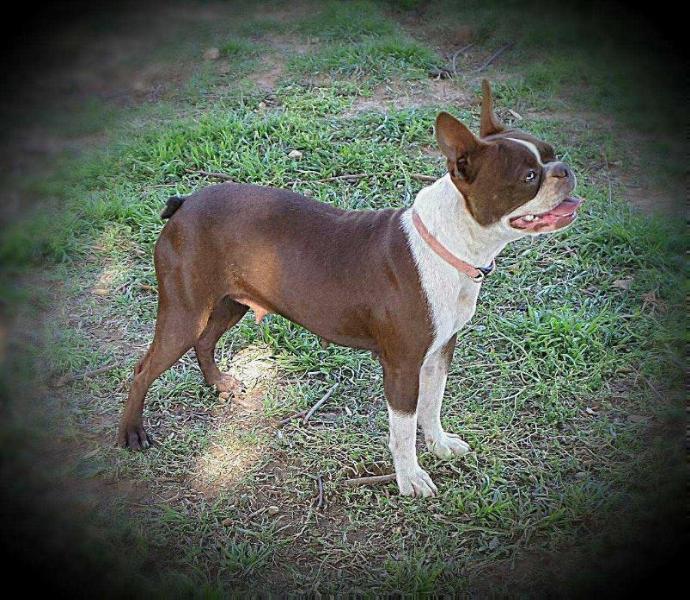 K Rob's Dixie Red | Boston Terrier 