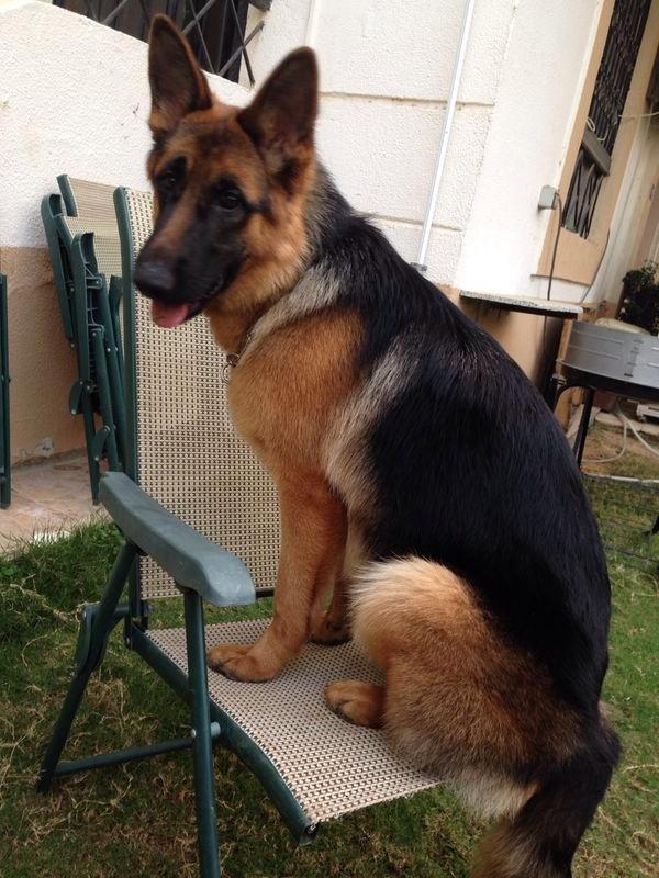 Palme von Ljulin | German Shepherd Dog 