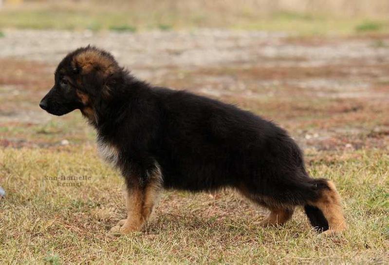 San-Rathelle Graffity | German Shepherd Dog 