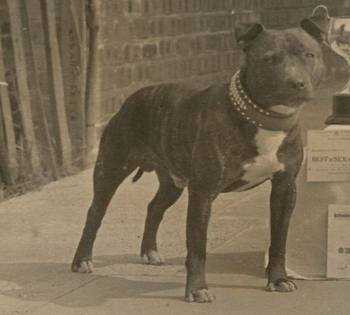 Jolly Roger | Staffordshire Bull Terrier 